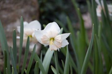 White Daffodil in a garden