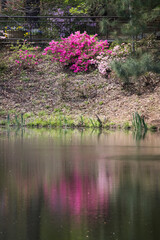 Red Azaleas reflected in water