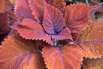 Red leaves in a garden