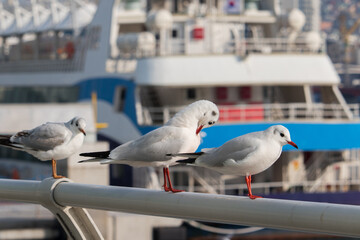 Three seagulls (Black-headed gull with winter plumage) sitting on a guardrail in Busan, South Korea.