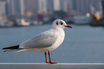 A seagull (Black-headed gull with winter plumage) sitting on a guardrail.