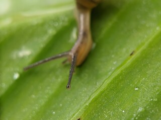 Defocus of snail on banana leaf in the, macro photography