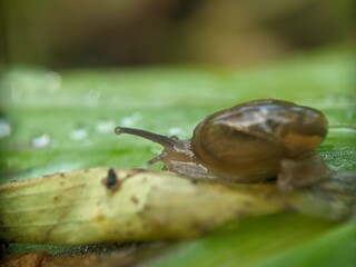 Defocus of snail on banana leaf in the morning, macro photography