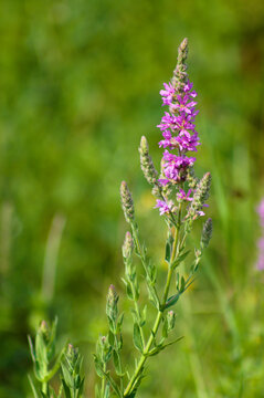 Closeup of purple loosestrife flower with green blurred plants on background