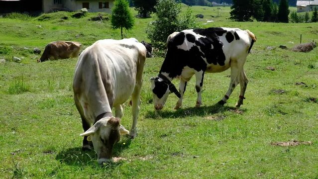 Mucche al pascolo al Passo del Lucomagno, Alpi Lepontine, Svizzera