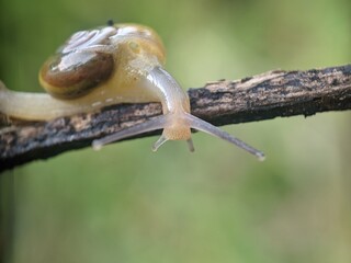 Snail on the twig, macro photography extreme close up