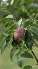 Green garden fruit and berries