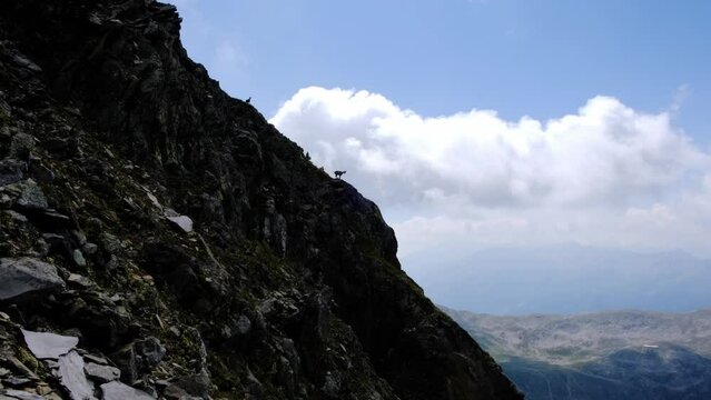 Stambecchi sulle Alpi Lepontine, Pizzo Centrale San Gottardo, Svizzera