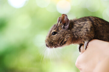 degu sitting on hand and looking forward
