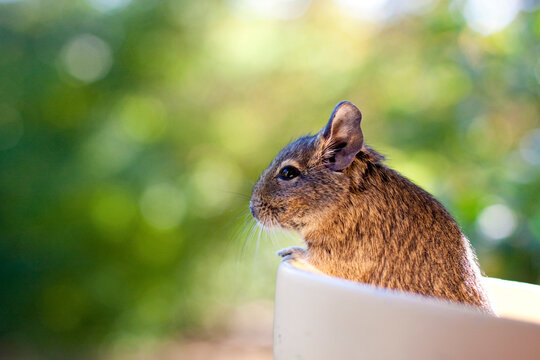 degu looking out of bowl in front of green background