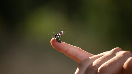 Butterflies and flies, macro shots in a sunny summer