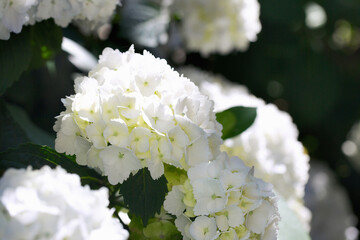 White hortensia flower in lush surroundings
