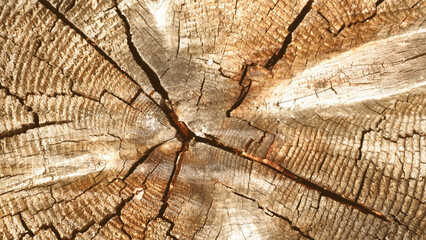Fototapeta premium close up of tree trunk