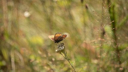 Butterflies and flies, macro shots in a sunny summer