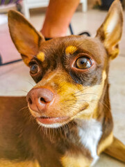 Russian toy terrier dog portrait looking lovely and cute Mexico.