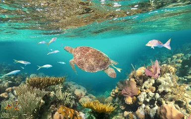 Fototapete Unterwasserwelt Colorful coral reef with many fishes and sea turtle. The people at snorkeling underwater tour at the Caribbean Sea at Honeymoon Beach on St. Thomas, USVI  © Solarisys