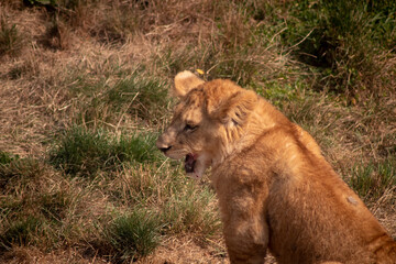 Naklejka na ściany i meble A young lion cub licks its lips after its meal