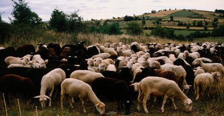 Fototapeta premium Free Flock of Sheep