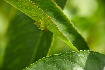 green leaf beetle