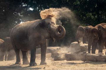 Fototapeta na wymiar In a group of elephants one of the adults uses his trunk to spray himself with dust