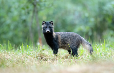 Common raccoon dog ( Nyctereutes viverrinus )