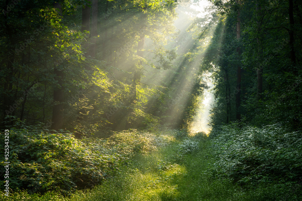 Canvas Prints Beautiful sunny morning in green forest