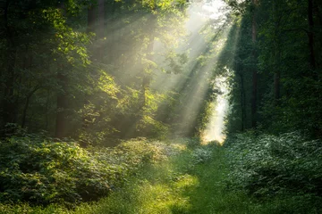 Schöner sonniger Morgen im grünen Wald © Piotr Krzeslak