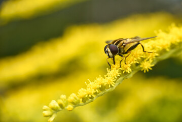 bee on yellow flower
