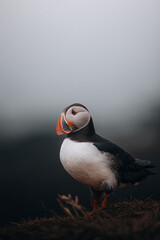 atlantic puffin