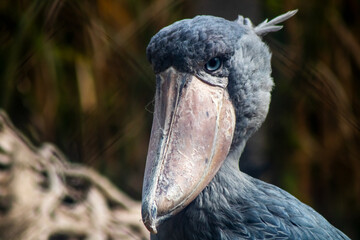 Portrait of a shoebill, abou marquoub, a rare and shy bird that lives in the marshy areas of...