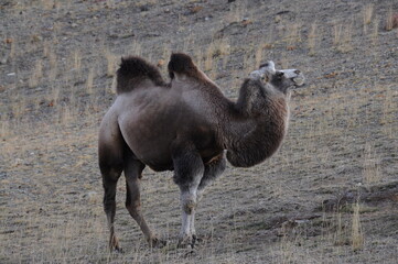 Wild bactrian camel grazing on mountain slopes of Altai