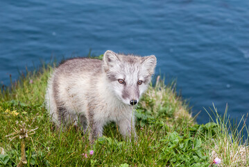 Puppy of Arctic Fox (Alopex lagopus) at St. George Island, Pribilof Islands, Alaska, USA
