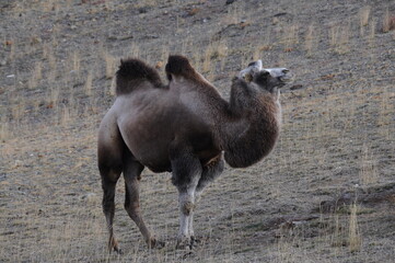 Wild mongolian camel grazing on mountain slopes of Altai