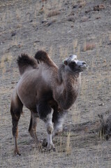Wild bactrian camel grazing on mountain slopes of Altai