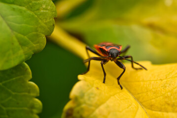 red bug