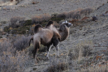 Wild mongolian camel grazing on mountain slopes of Altai