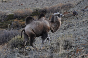 Wild bactrian camel grazing on mountain slopes of Altai