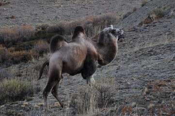 Wild bactrian camel grazing on mountain slopes of Altai