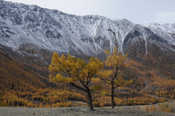 Beautiful autumn trees standing in front of snowy mountain range in Altai, Russia