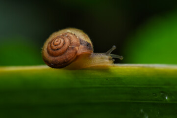 snail on a leaf