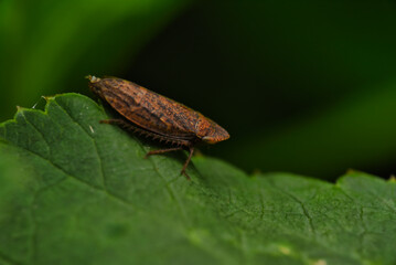 bug on a leaf