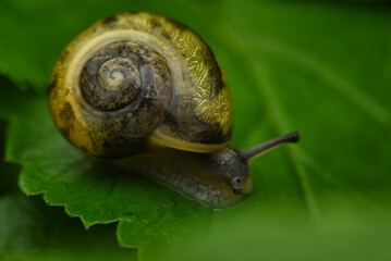 snail on leaf
