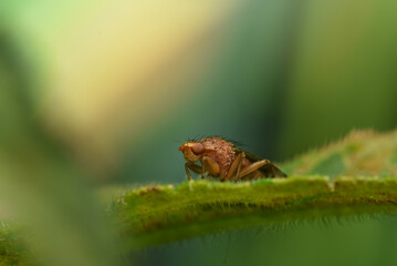 fly on a leaf