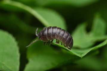caterpillar on leaf