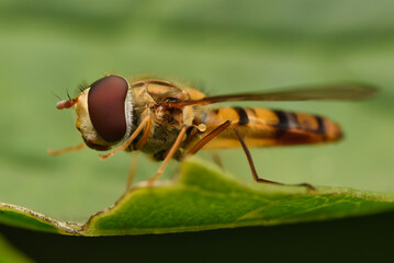 close up of fly