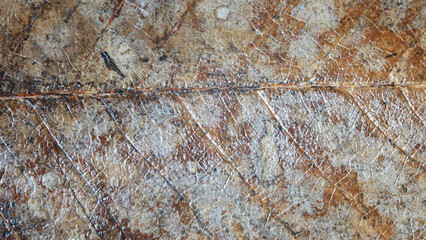 Dry leaf surface texture close up