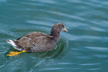 Kelp Goose (Chloephaga hybrida) female on lagoon in Ushuaia, Land of Fire (Tierra del Fuego), Argentina