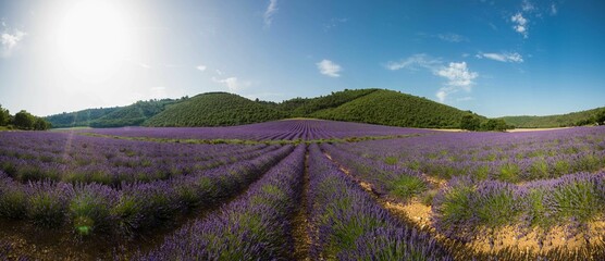 Gréoux les Bains , France - Champ de Lavande 3 © GuillaumeLou