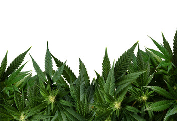 marijuana plants isolated on transparent - obrazy, fototapety, plakaty