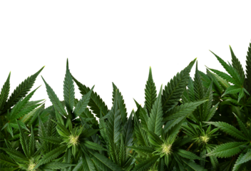 marijuana plants isolated on transparent